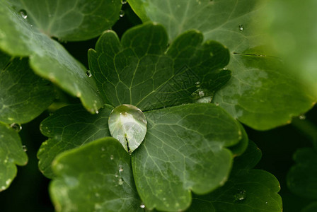 绿色白屈菜叶上的透明雨水滴关闭美丽的自然宏观背图片