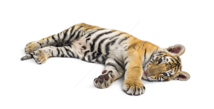 两个月大的老虎幼崽躺在白色图片