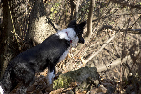 边境牧羊犬小狗在树林里待命图片