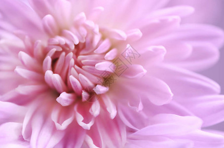 粉红色的菊花特写微距图像图片