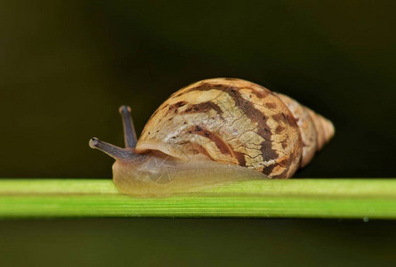 RabdotusLandSnail在植物干叶上活动图片