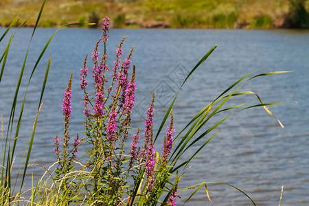 湖岸上的紫花朵LythrumSali图片