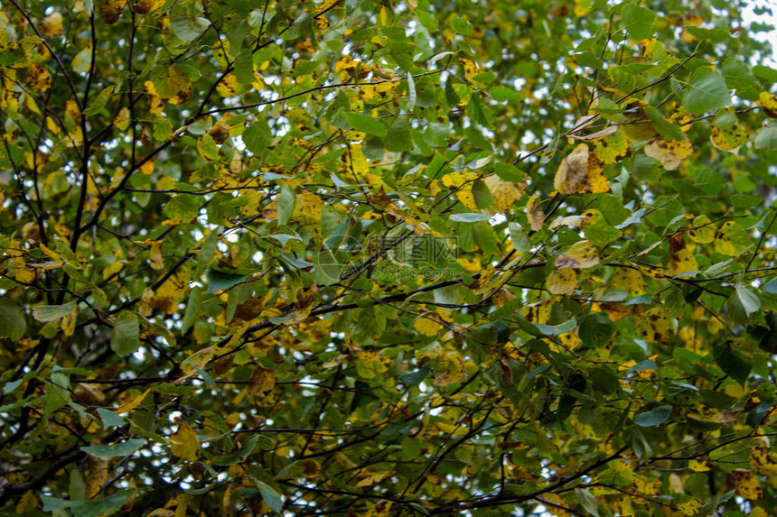 绿色和黄色叶子的树枝背景图片