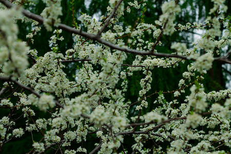 树上长着鲜花的苹果树枝春天图片