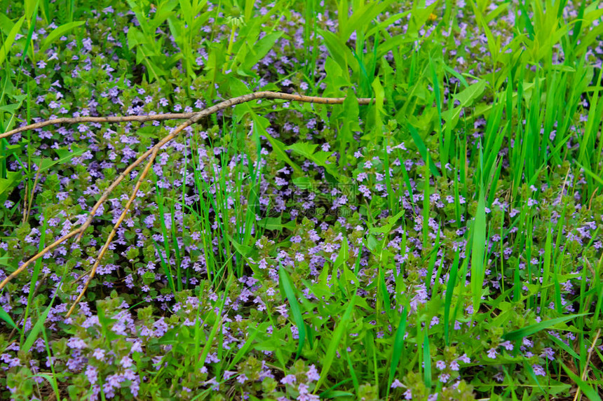 有丁香花的小草甸在绿草背景图片