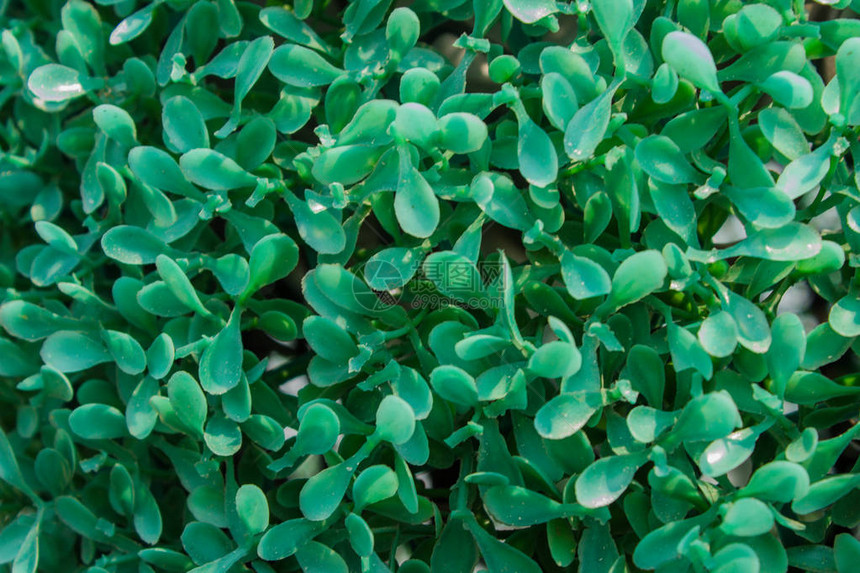 人工植物的绿色质地塑料芽图片