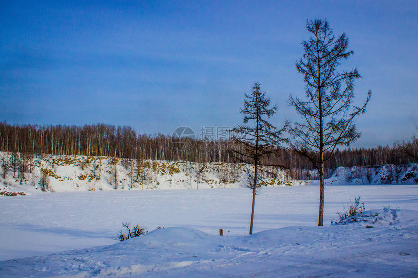 冬天的森林有树木的雪原图片