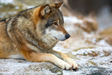 一只美丽的狼躺在树林里休息冬天初雪图片