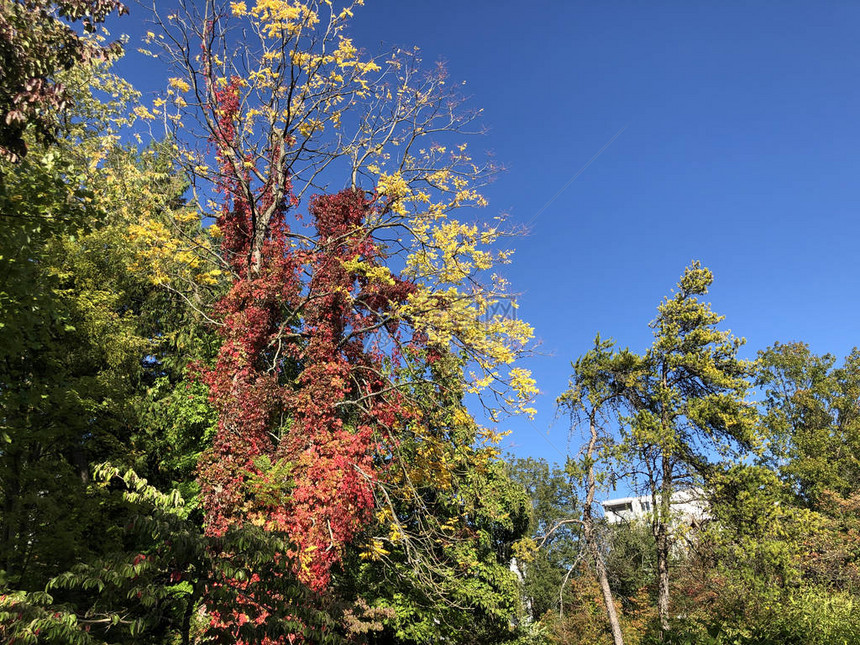 瑞士圣加仑植物园或DerBotanischeGarten圣加仑图片