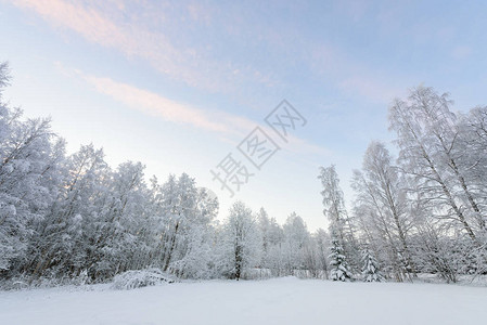 芬兰拉普兰的森林在冬季被大雪和清蓝的天覆盖您可前往芬兰Lapla图片