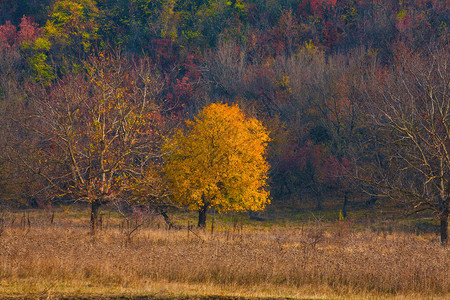 与黄色树和草的山风景秋季时间图片