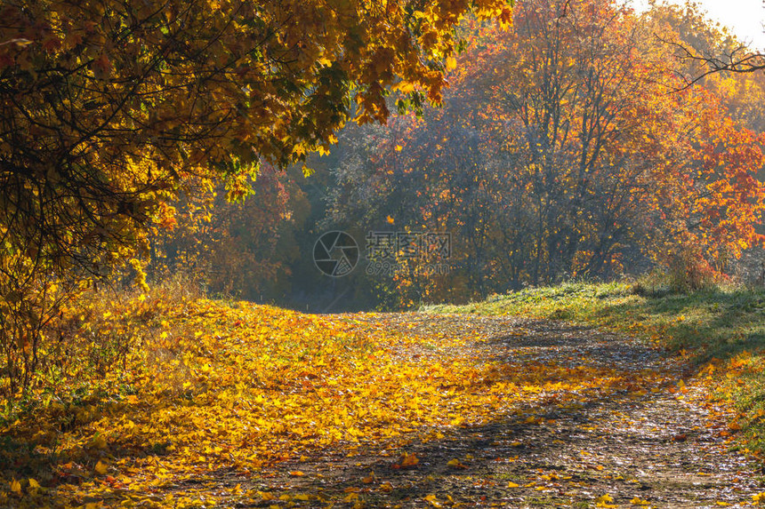 公园的秋天路阳光图片