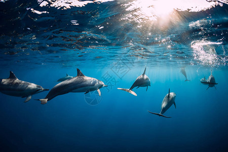 海豚在海洋水下游图片