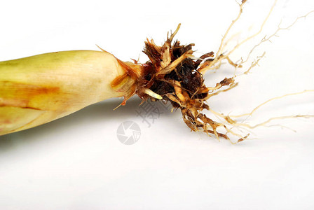 种植香茅观察香茅的根部图片