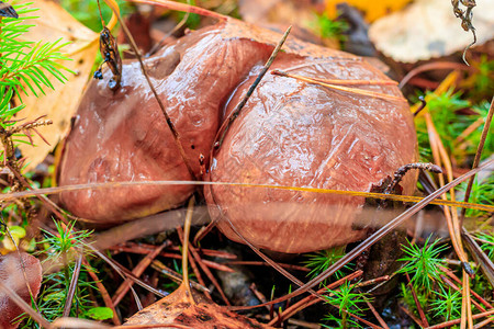 森林里的冷冻蘑菇蘑菇季结束食用菌初霜蘑菇和霜冷图片