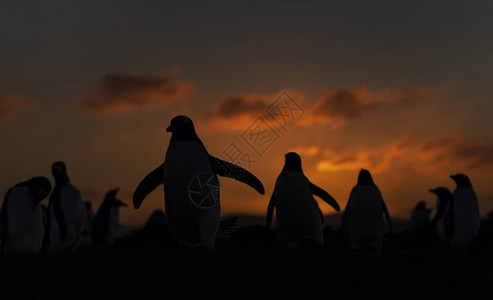 日落时的金托企鹅桑德斯图片