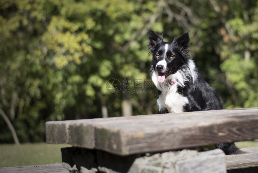 一只可爱的边小狗坐在树林里木制桌子上图片