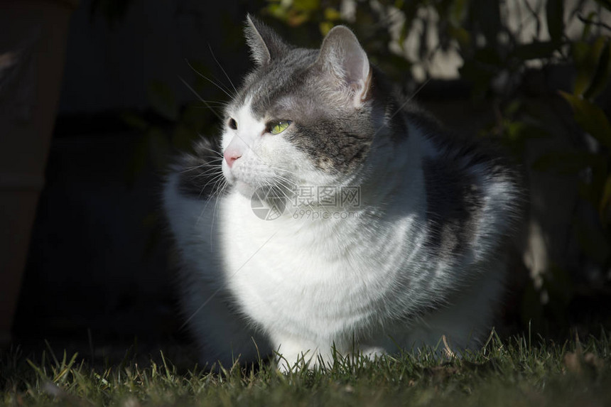 花园里绿眼睛的可爱欧洲白猫图片
