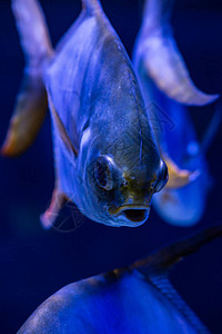 漂亮的海鲳鱼Trachinotus千斤顶海鱼蓝色水图片