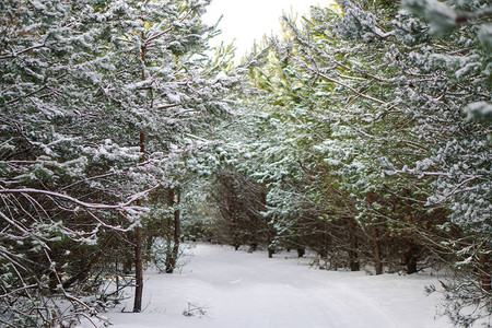 在白雪皑的森林中美丽的冬季景观美丽的圣诞树在雪堆和雪花新图片