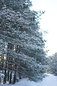 在白雪皑的森林中美丽的冬季景观美丽的圣诞树在雪堆和雪花新年和圣诞图片