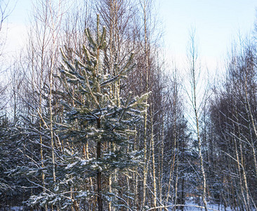 在白雪皑的森林中美丽的冬季景观美丽的圣诞树在雪堆和雪花新图片