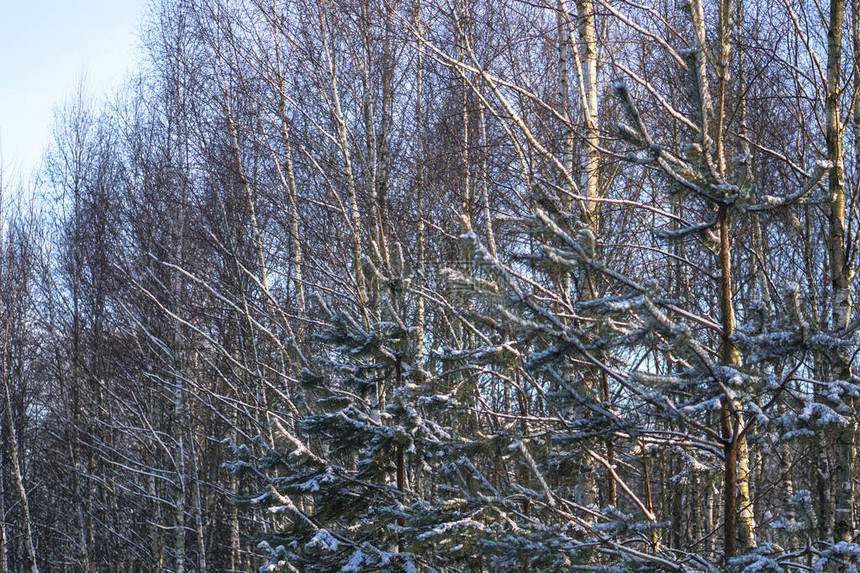 在白雪皑的森林中美丽的冬季景观美丽的圣诞树在雪堆和雪花新年和圣诞图片