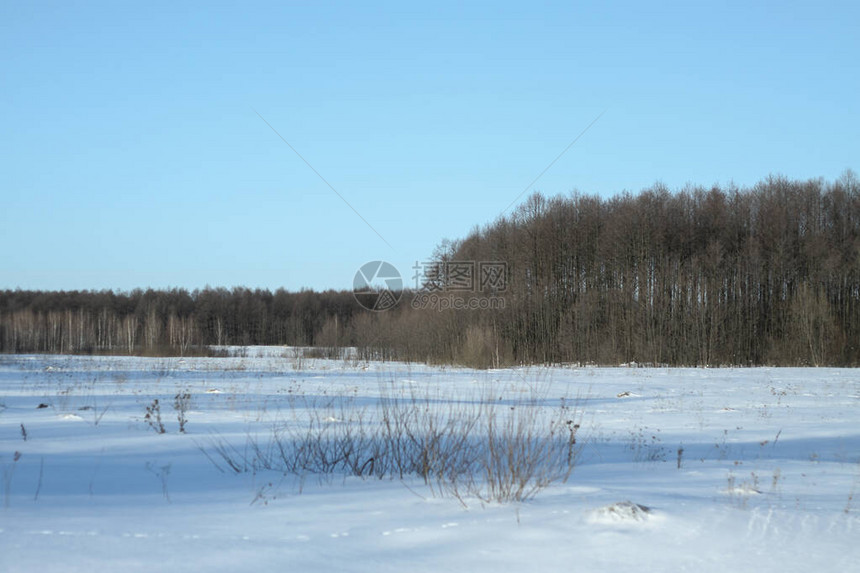 以树木和森林为背景的美丽冬季景观圣诞节和新年的心情降雪和图片