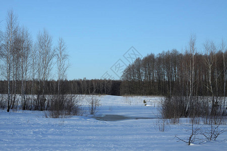 以树木和森林为背景的美丽冬季景观圣诞节和新年的心情降雪和图片