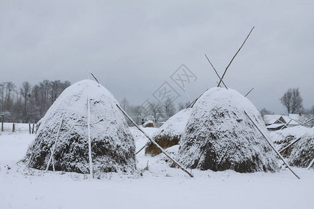 以树木和森林为背景的美丽冬季景观圣诞节和新年的心情降雪和图片