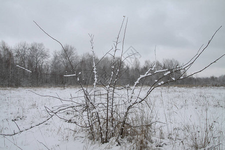 以树木和森林为背景的美丽冬季景观圣诞节和新年的心情降雪和图片