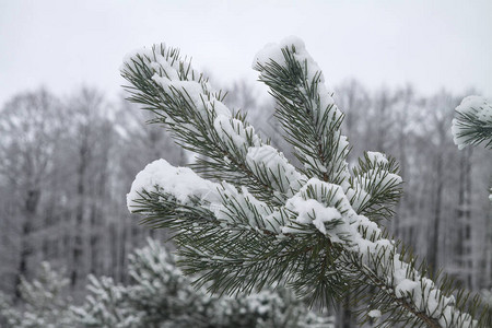 美丽的冬天背景与松树在白雪皑的森林美丽的圣诞树在雪堆和雪花新的一图片