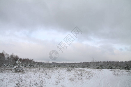 以树木和森林为背景的美丽冬季景观圣诞节和新年的心情降雪和图片