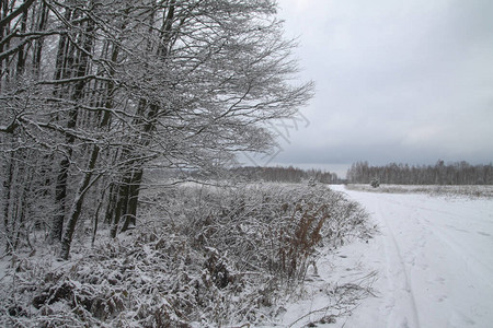 以树木和森林为背景的美丽冬季景观圣诞节和新年的心情降雪和图片