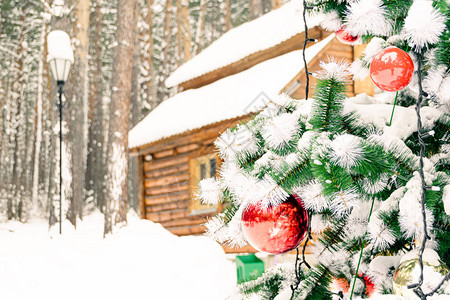 圣诞树在松树林的雪下有红图片
