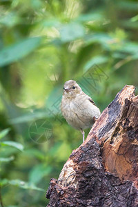 森林树桩上常见的燕雀图片