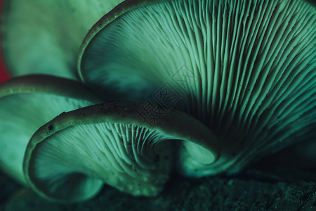 紧贴美丽生长的蘑菇图片