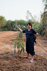 亚洲女农种植榴莲苗或榴莲树苗是泰国的水果之王图片