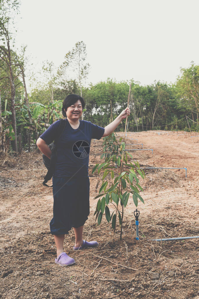 亚洲女农种植榴莲苗或榴莲树苗是泰国的水果之王图片