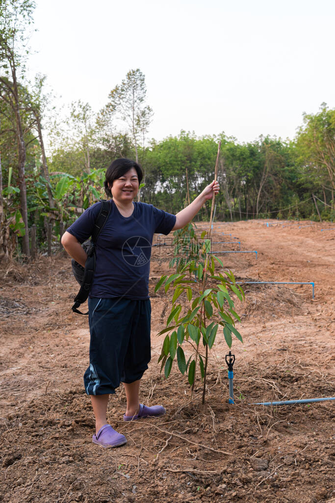 亚洲女农种植榴莲苗或榴莲树苗是泰国的水果之王图片