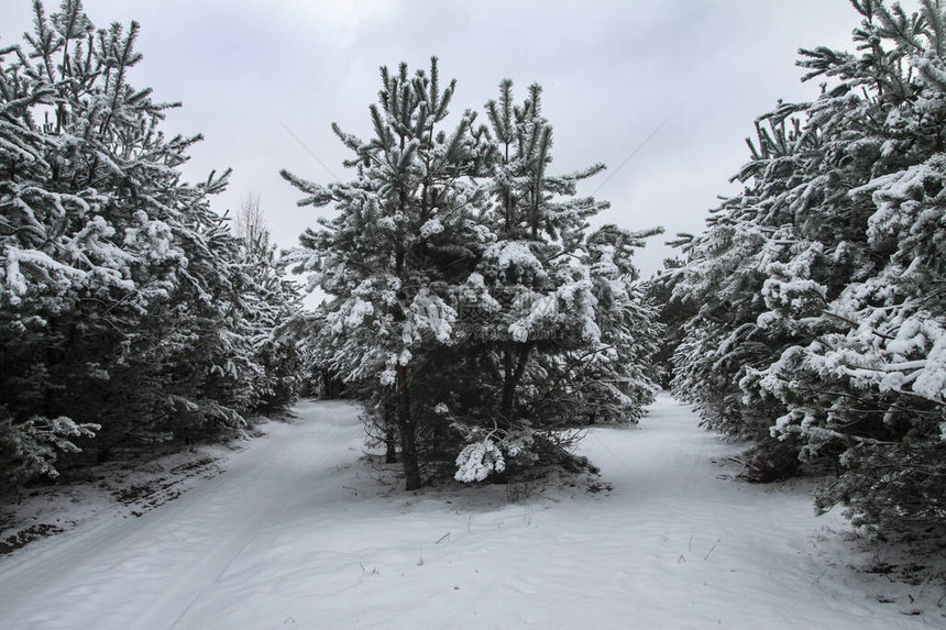 在白雪皑的森林中美丽的冬季景观美丽的圣诞树在雪堆和雪花新图片