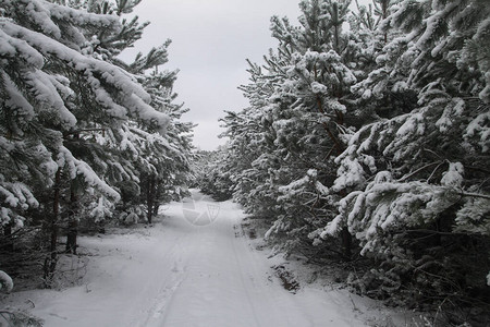 在白雪皑的森林中美丽的冬季景观美丽的圣诞树在雪堆和雪花新图片