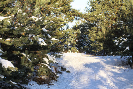 在白雪皑的森林中美丽的冬季景观美丽的圣诞树在雪堆和雪花新图片