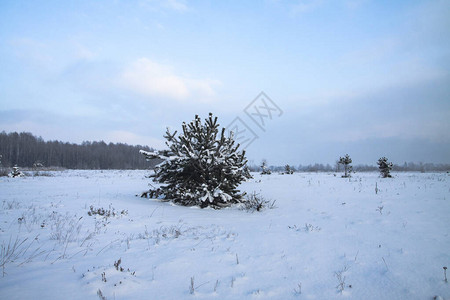 在白雪皑的森林中美丽的冬季景观美丽的圣诞树在雪堆和雪花新图片