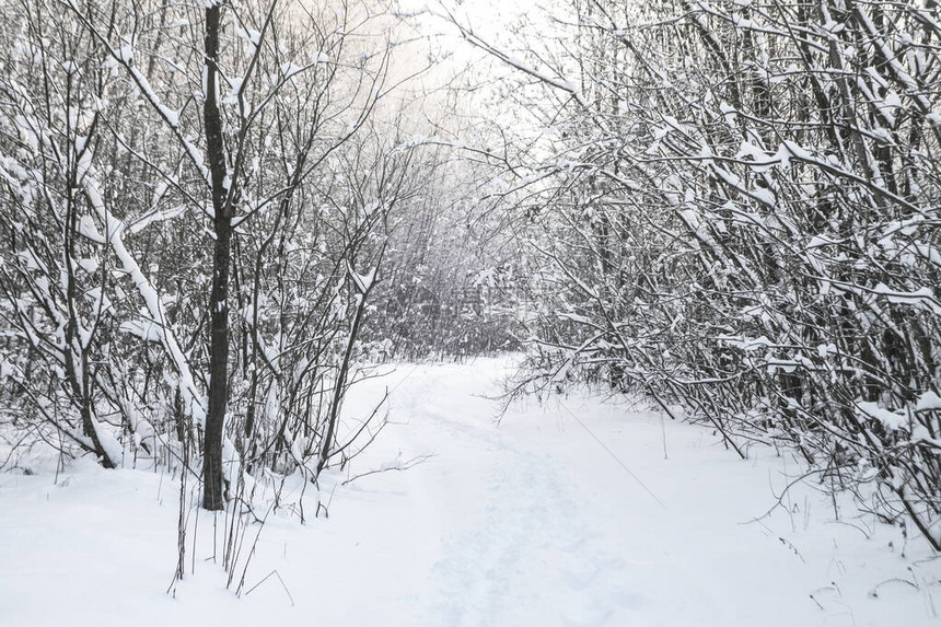 以树木和森林为背景的美丽冬季景观圣诞节和新年的心情降雪和图片