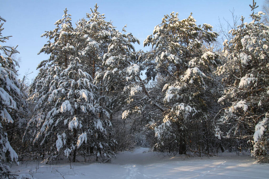 在白雪皑的森林中美丽的冬季景观美丽的圣诞树在雪堆和雪花新图片