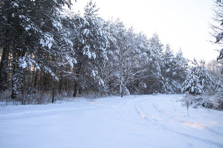 在白雪皑的森林中美丽的冬季景观美丽的圣诞树在雪堆和雪花新图片