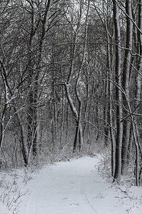 美丽的冬季景观在森林里城外的道路和降雪公园里的雪堆和未打扫的街道圣诞图片