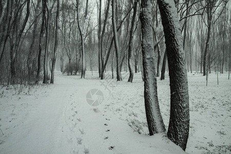 以树木和森林为背景的美丽冬季景观圣诞节和新年的心情降雪和图片