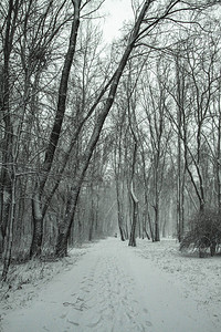 以树木和森林为的美丽冬季景观圣诞节和的心情降雪和图片